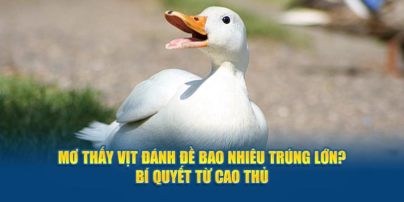 Mơ Thấy Vịt Đánh Đề Bao Nhiêu? Bí Quyết Từ Cao Thủ